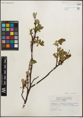 Foto von Salix planifolia Pursh